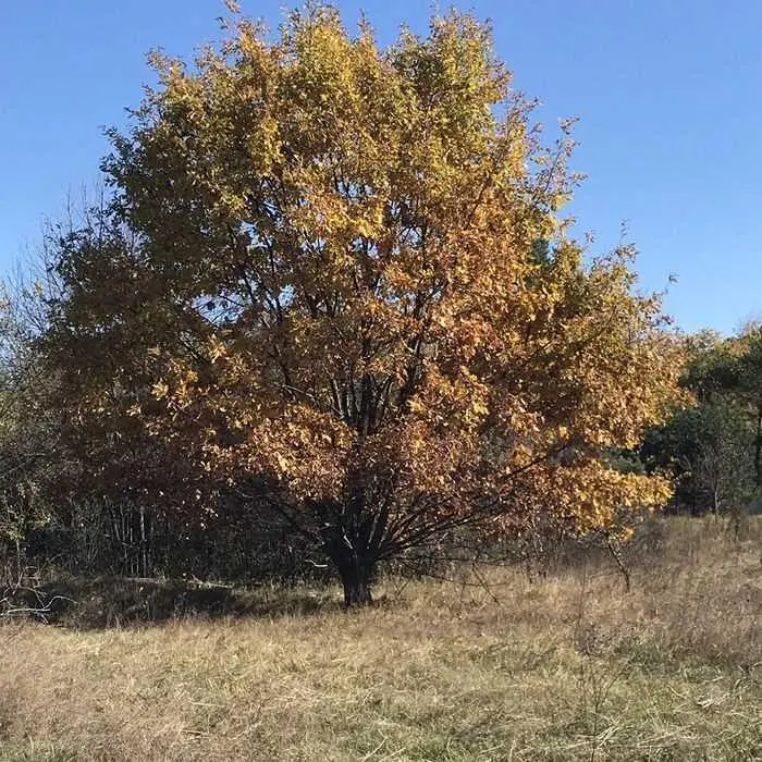 Земельна ділянка 12 соток в Петрівці
 | Приват житло