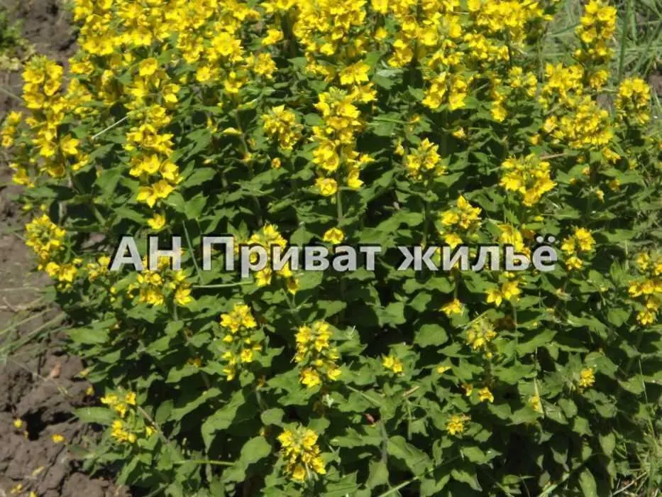 Земельна ділянка в Терешках, річка поряд.  | Приват житло