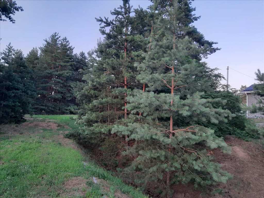 Дім у сосновому лісі | Приват житло