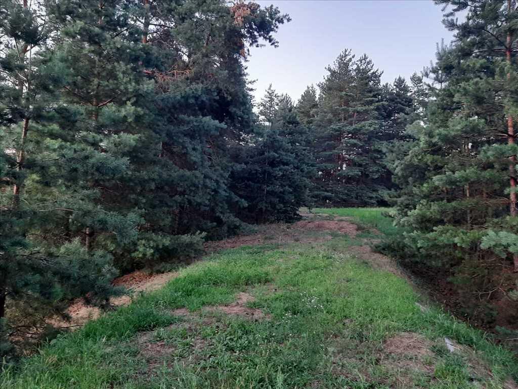 Дім у сосновому лісі | Приват житло