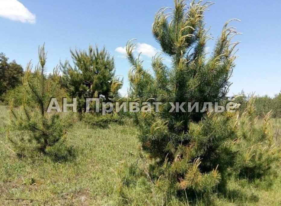 Земельный участок в сосновом лесу | Приват житло