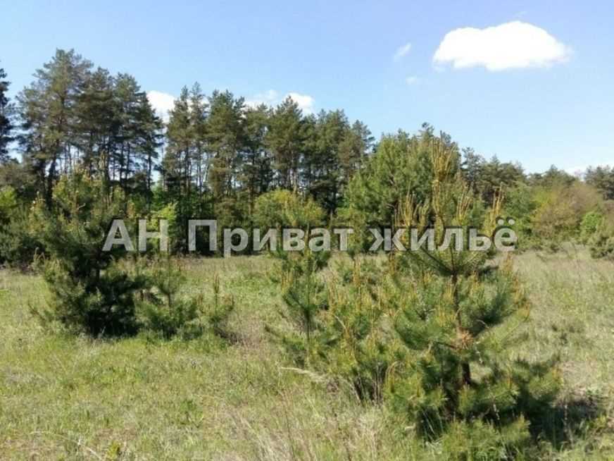 Земельный участок в сосновом лесу | Приват житло