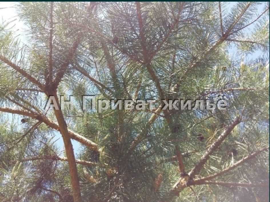 Земельный участок в сосновом лесу | Приват житло