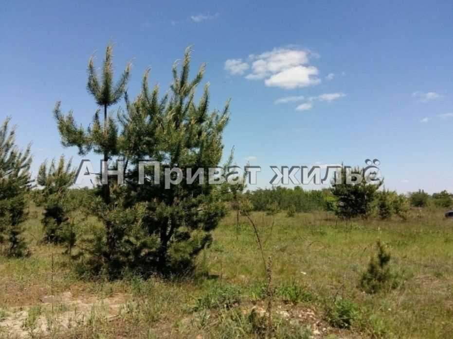 Земельный участок в сосновом лесу | Приват житло