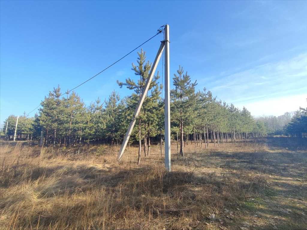 Ділянка в сосновому лісі | Приват житло