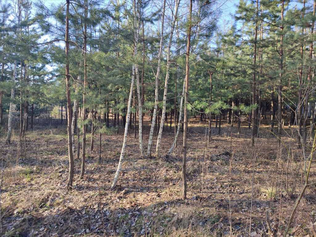 Ділянка в сосновому лісі | Приват житло