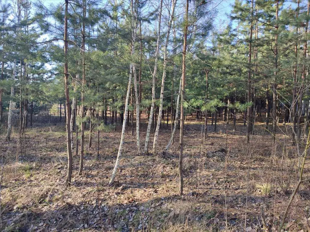 Ділянка в сосновому лісі | Приват житло