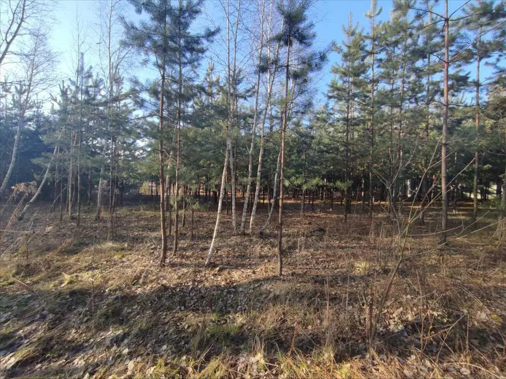 Ділянка в сосновому лісі | Приват житло