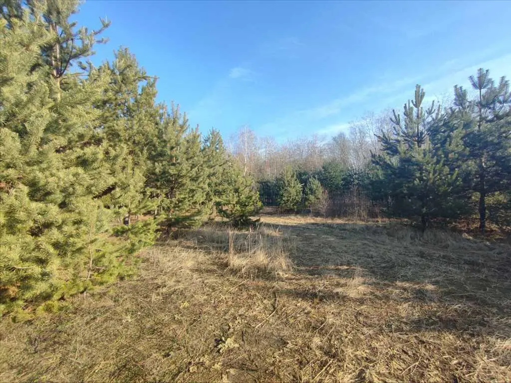 Ділянка в сосновому лісі | Приват житло