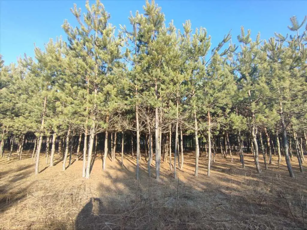 Ділянка в сосновому лісі | Приват житло