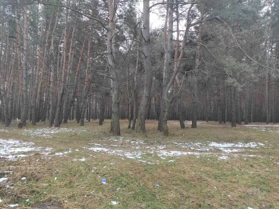 Земельна ділянка біля хвойного лісу! | Приват житло