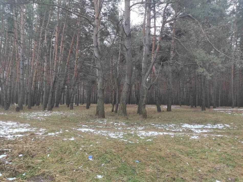 Земельна ділянка біля хвойного лісу! | Приват житло