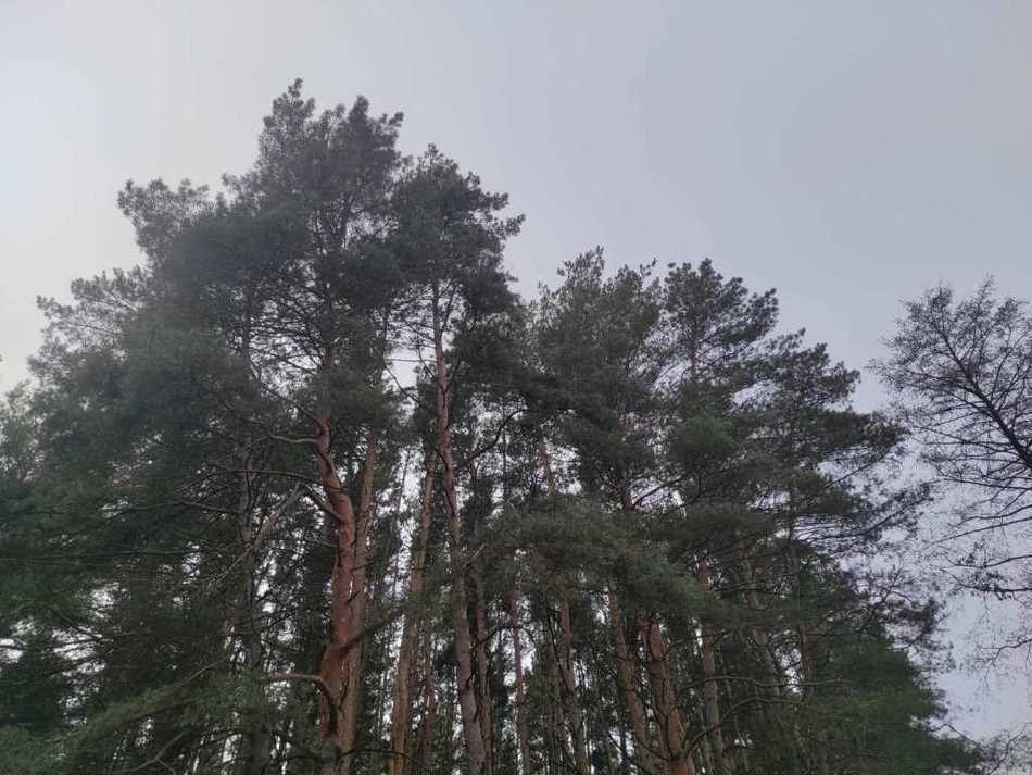 Земельна ділянка біля хвойного лісу! | Приват житло