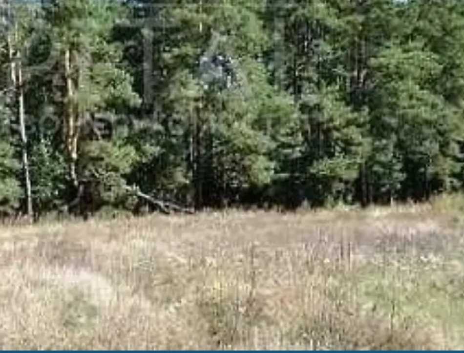 Земельна ділянка біля хвойного лісу! | Приват житло