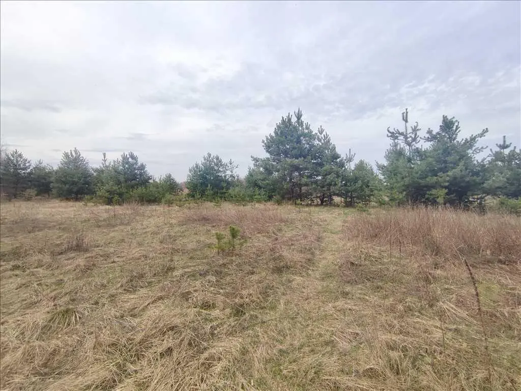 Ділянки поміж соснових насаджень, межа міста! | Приват житло