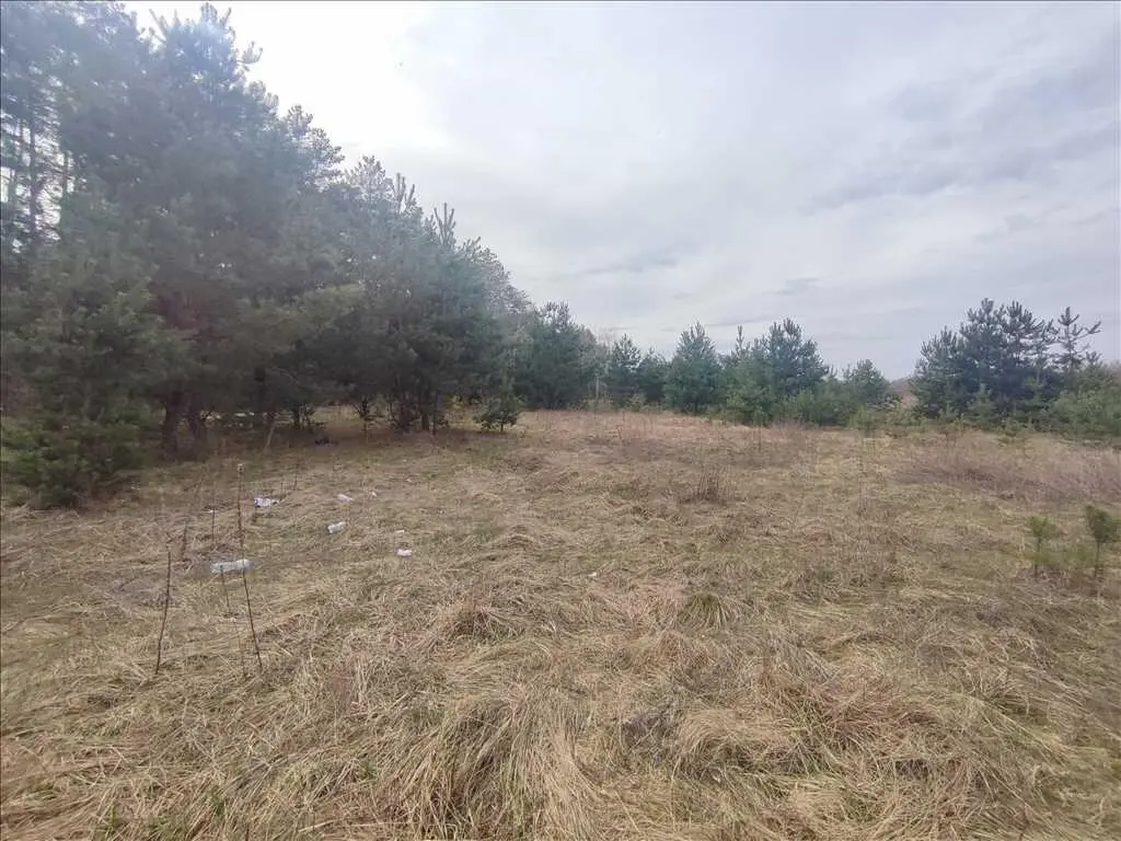 Ділянки поміж соснових насаджень, межа міста! | Приват житло