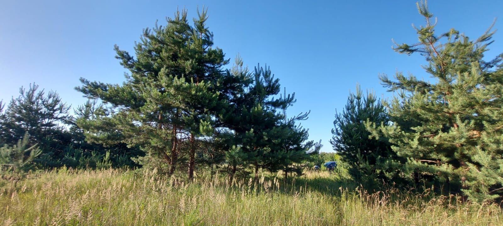 Ділянки поміж соснових насаджень, межа міста! | Приват житло