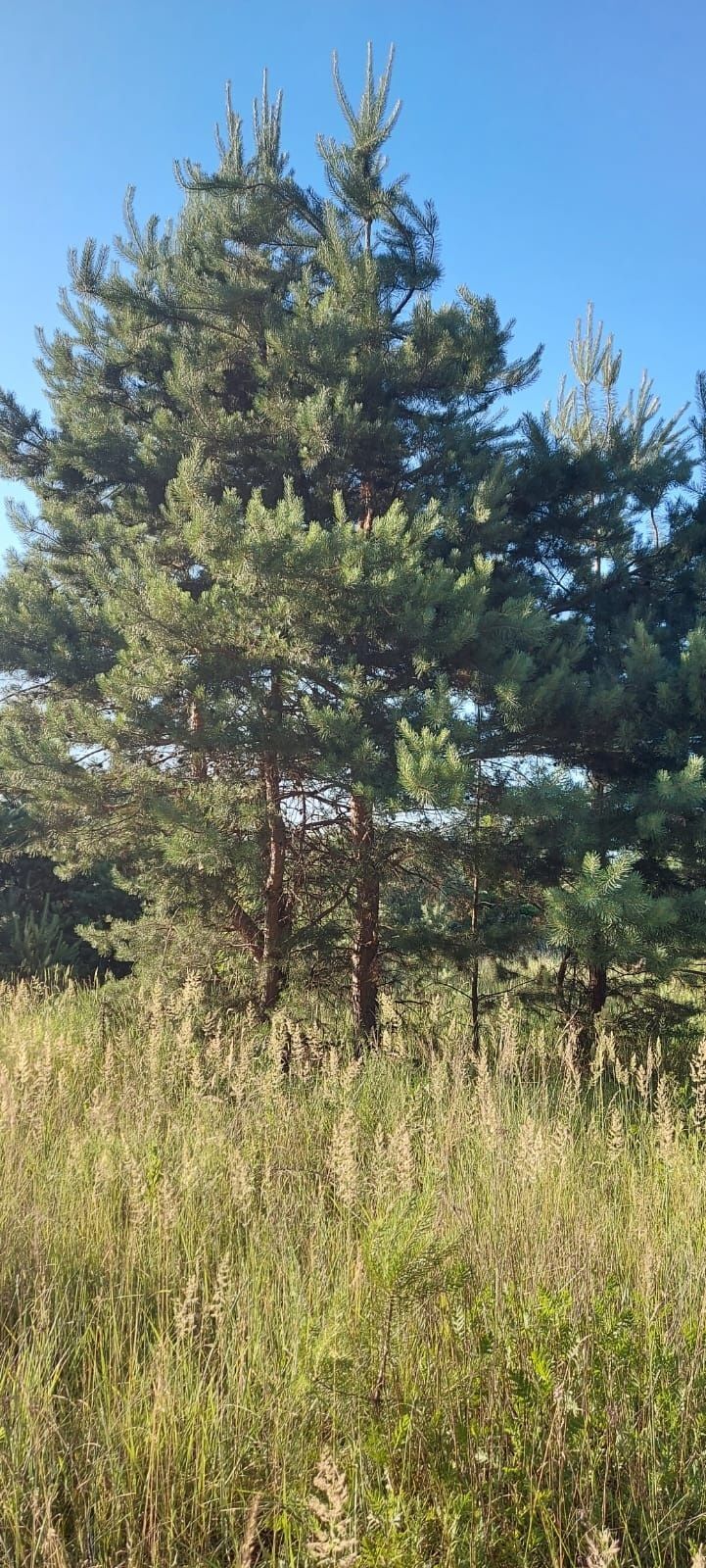 Ділянки поміж соснових насаджень, межа міста! | Приват житло