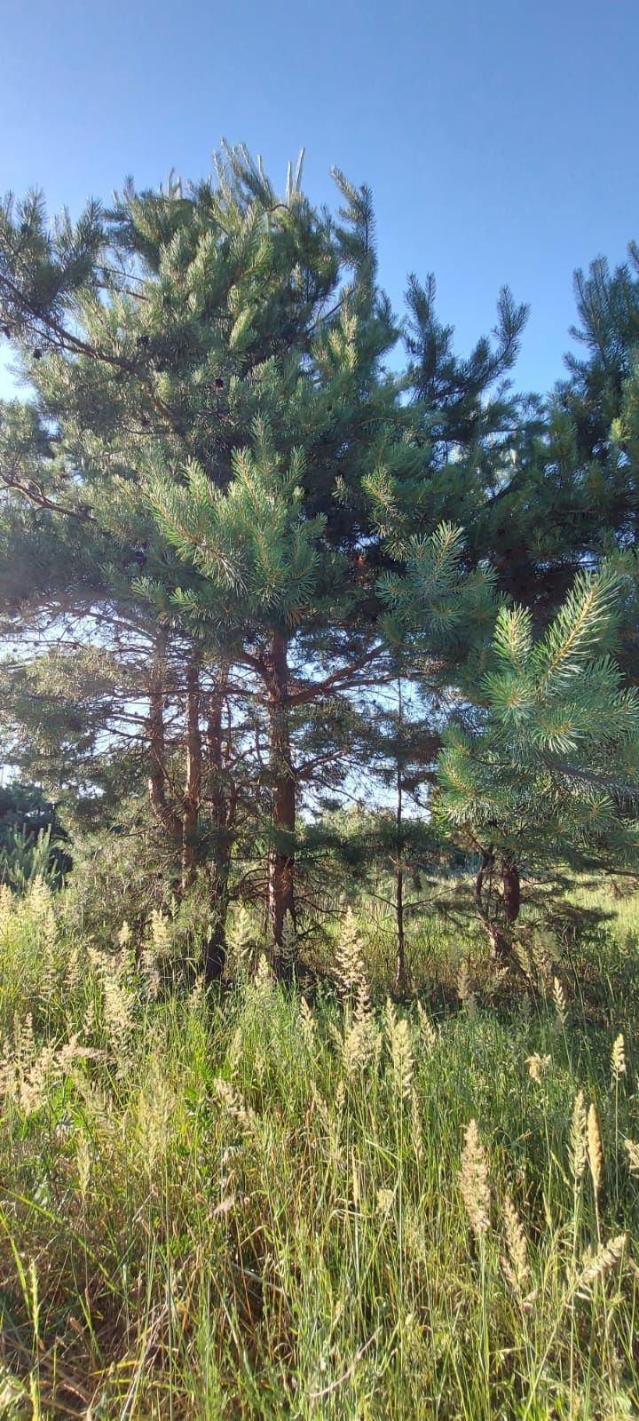 Ділянки поміж соснових насаджень, межа міста! | Приват житло