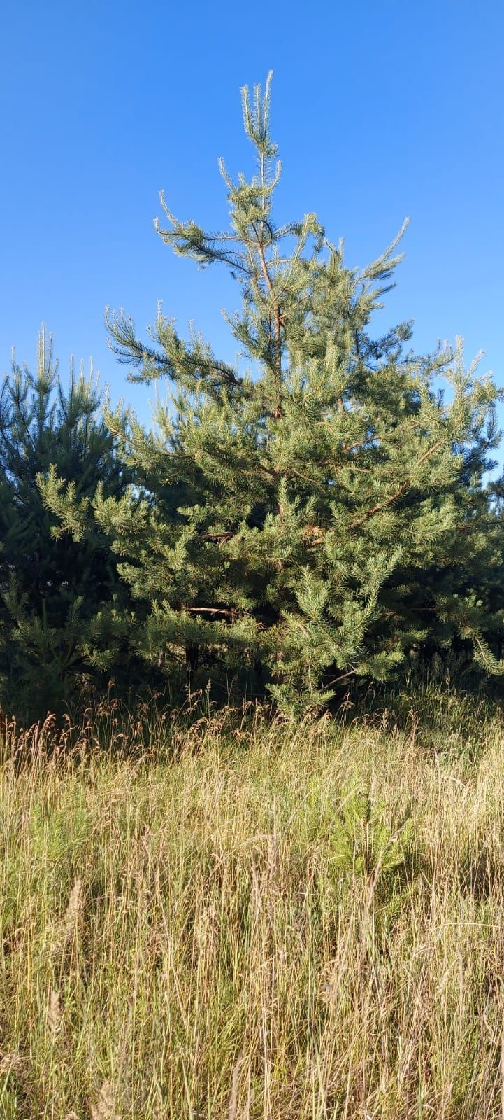 Ділянки поміж соснових насаджень, межа міста! | Приват житло