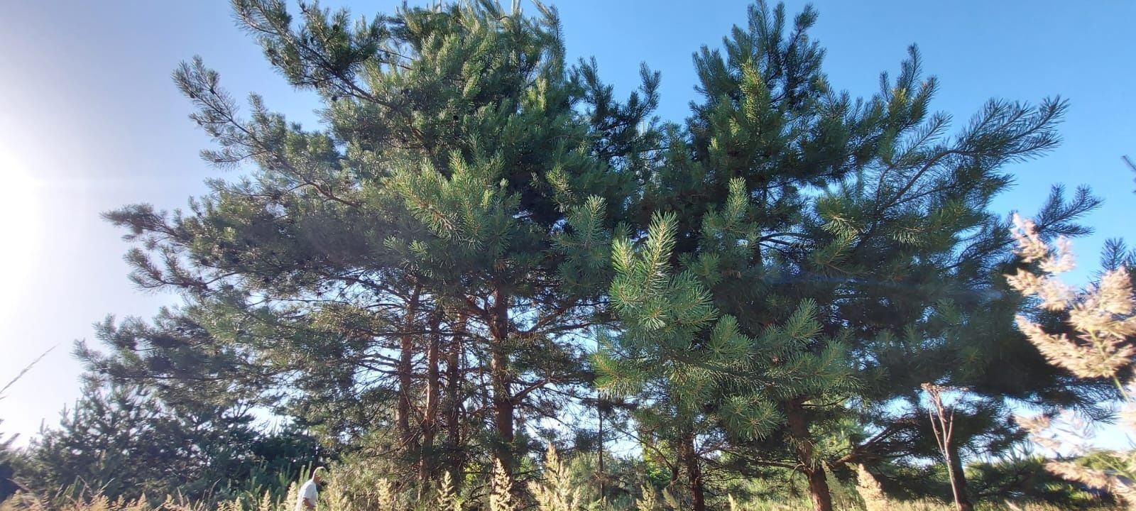 Ділянки поміж соснових насаджень, межа міста! | Приват житло