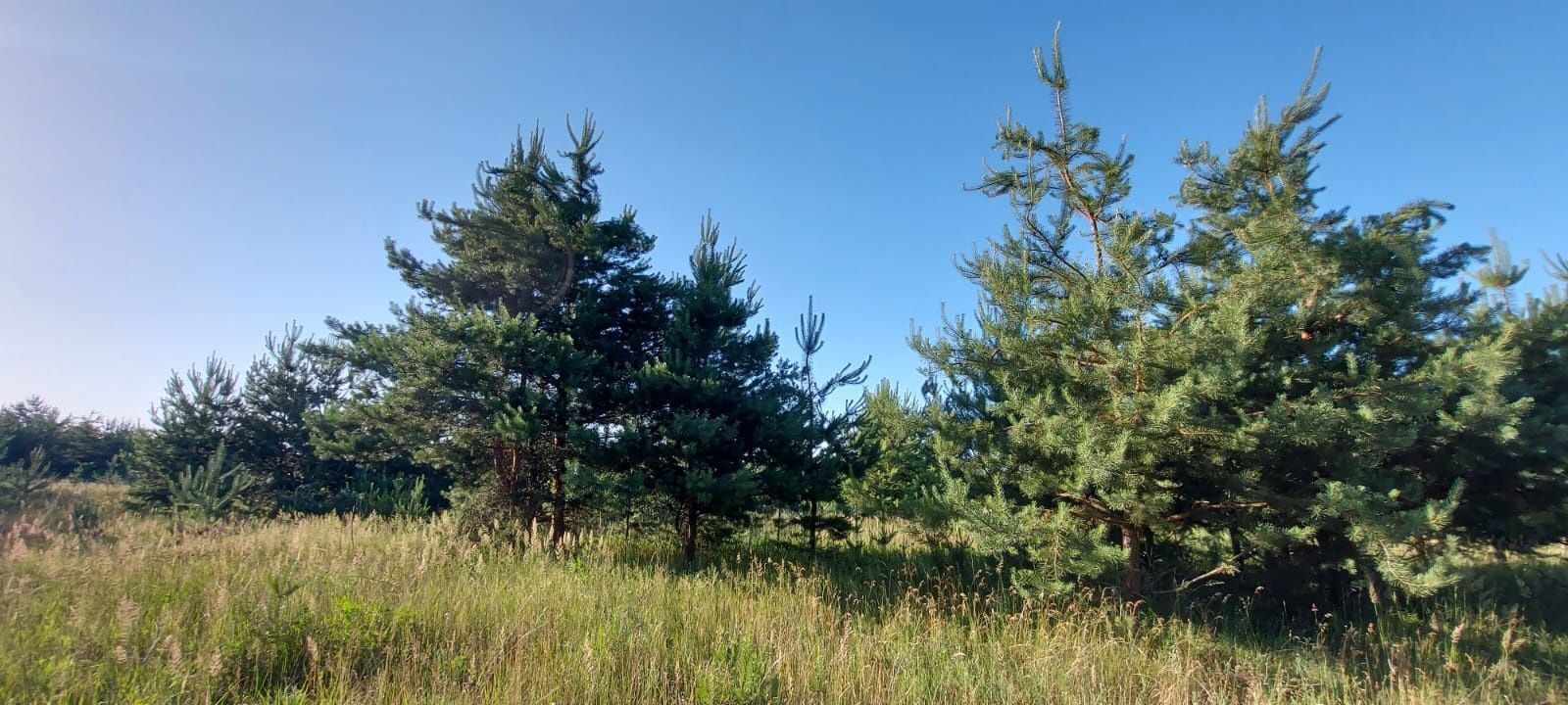 Ділянки поміж соснових насаджень, межа міста! | Приват житло