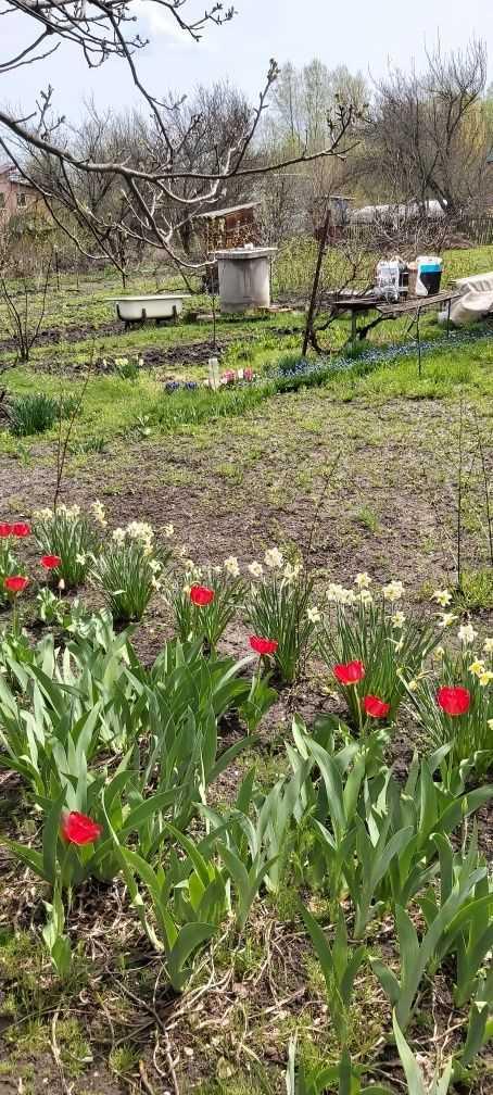 Ділянка для садівництва в Їжаківці | Приват житло