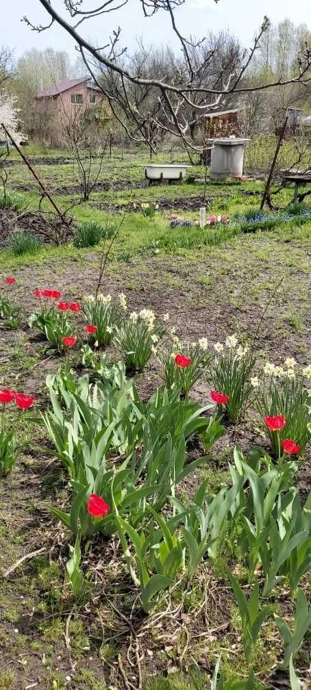 Ділянка для садівництва в Їжаківці | Приват житло