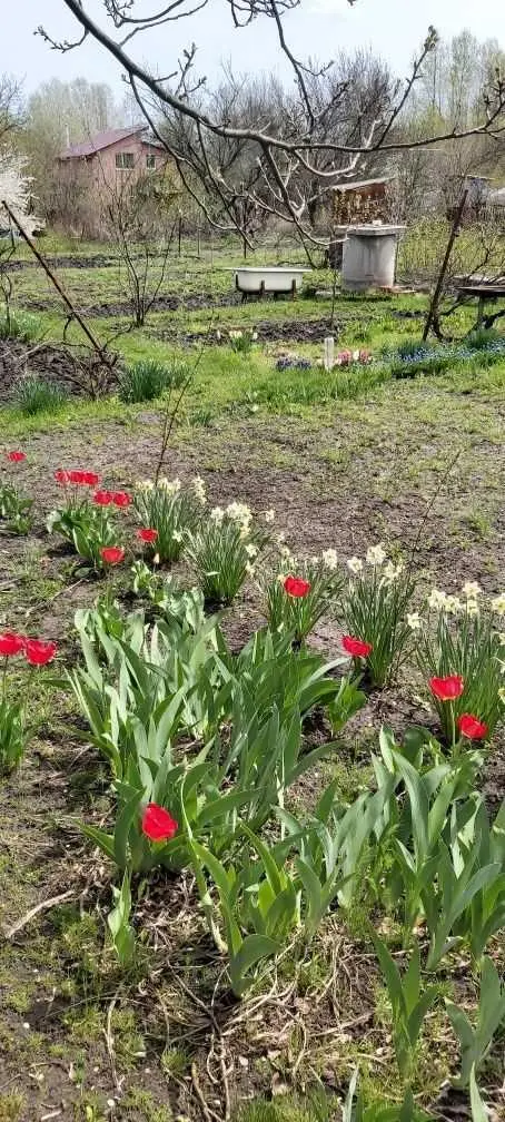 Ділянка для садівництва в Їжаківці | Приват житло