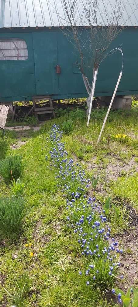 Ділянка для садівництва в Їжаківці | Приват житло