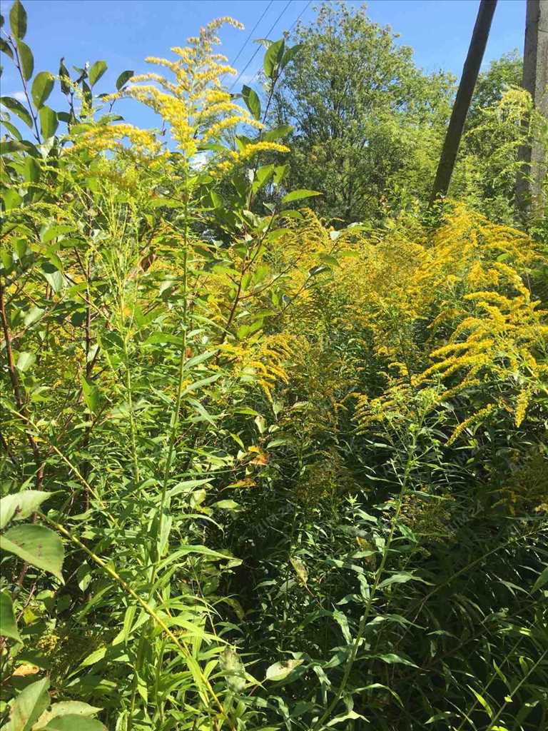 Дачна ділянка на Вороніна! | Приват житло