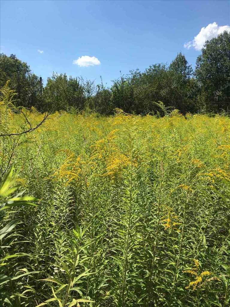 Дачна ділянка на Вороніна! | Приват житло