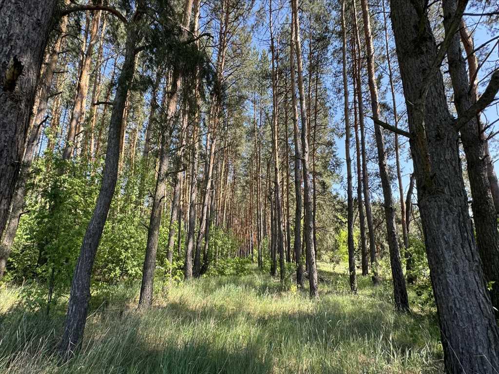 Ділянка з виходом в сосновий ліс. | Приват житло