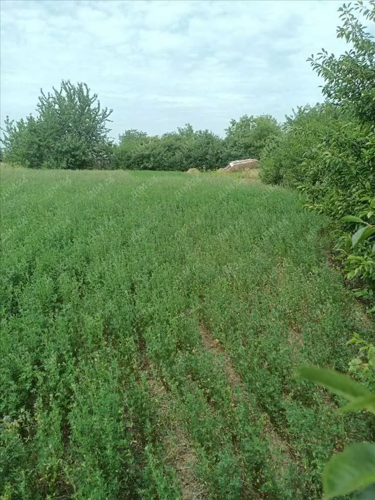 Ділянка неподалік лісу та річки. | Приват житло