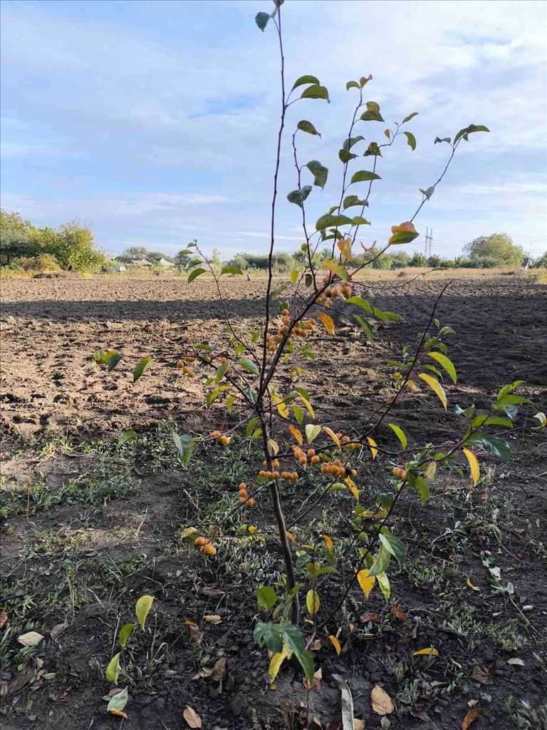 Земельна ділянка в Мачухах! | Приват житло