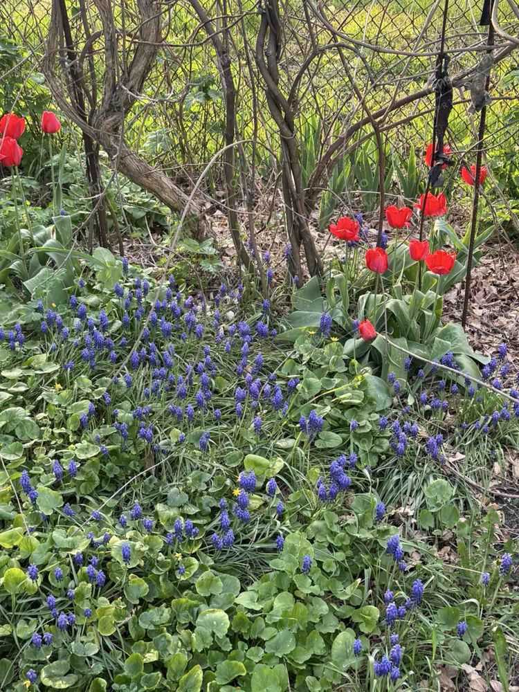 Продається дача на Вороніна
 | Приват житло
