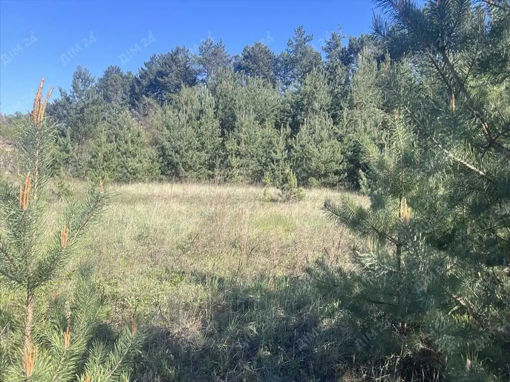 Ділянка в сосновому лісі! | Приват житло