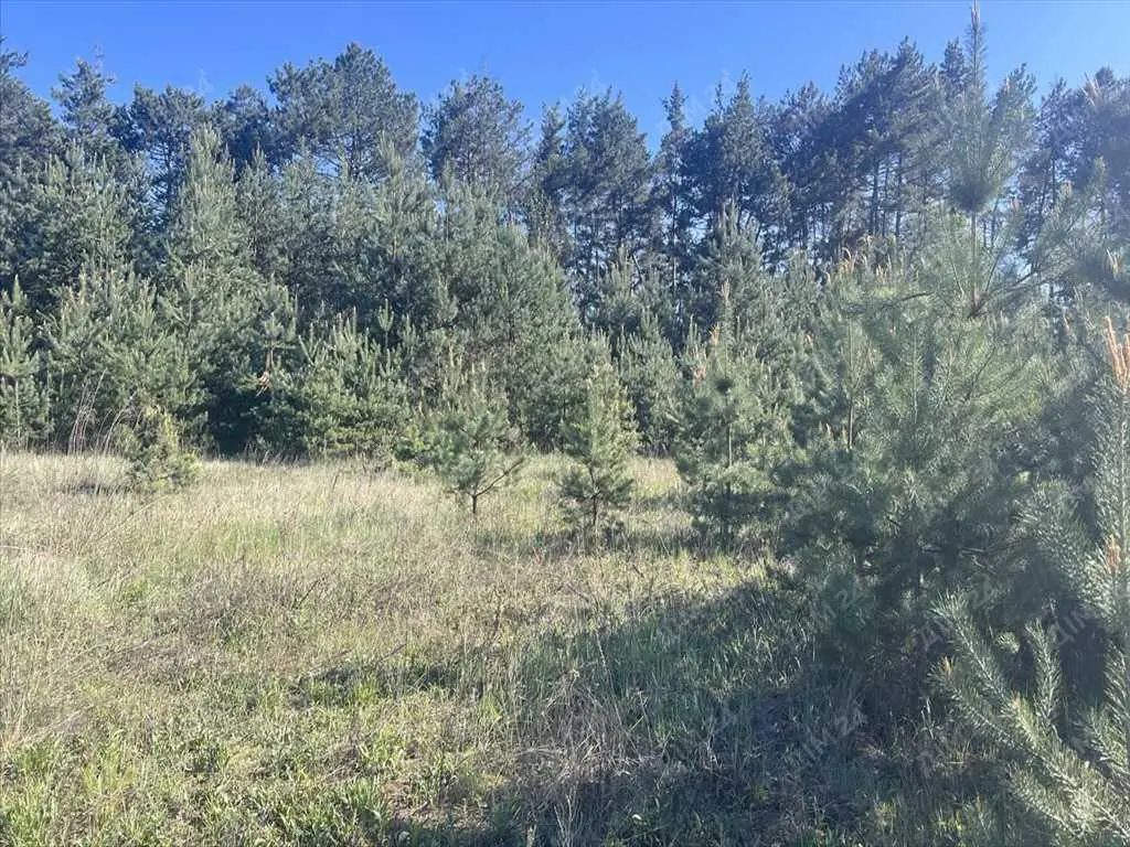 Ділянка в сосновому лісі! | Приват житло