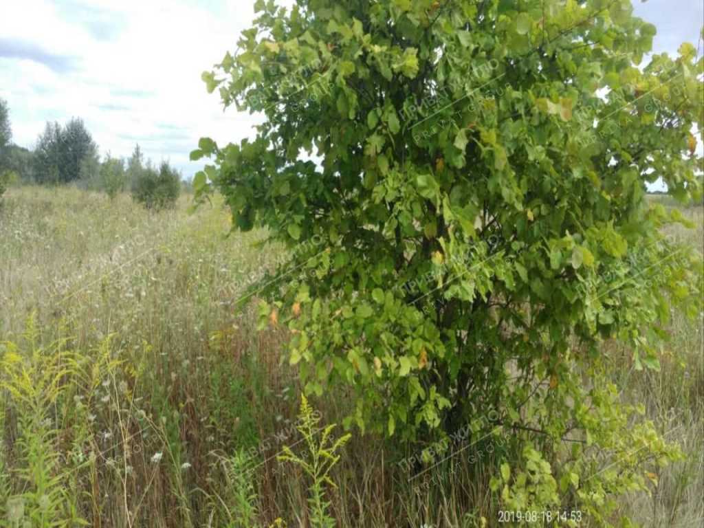 Продається земельна ділянка с. Верхоли | Приват житло