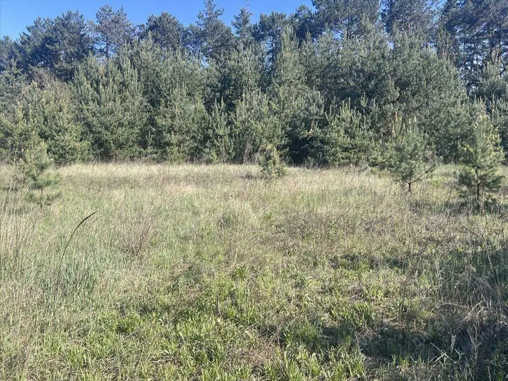 Велика ділянка в сосновому лісі! | Приват житло