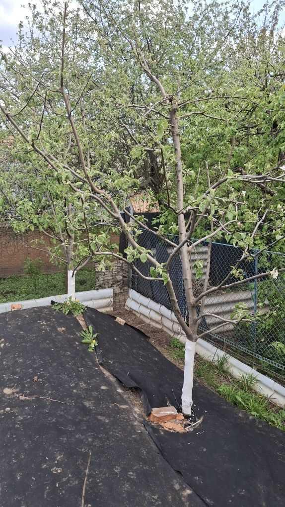 Будинок в Яру | Приват житло