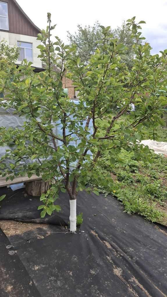 Будинок в Яру | Приват житло