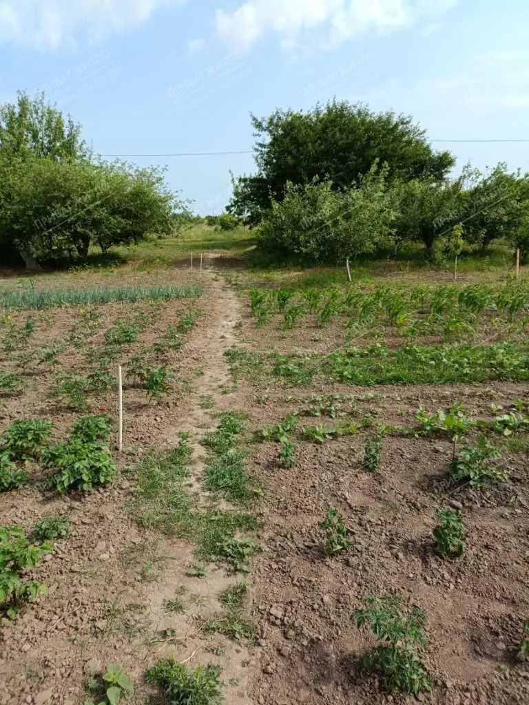 Продається земельна ділянка в с. Супрунівка, 15 соток.
 | Приват житло