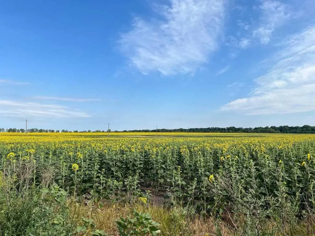 Продається земельна ділянка площею 15 соток під забудову | Приват житло