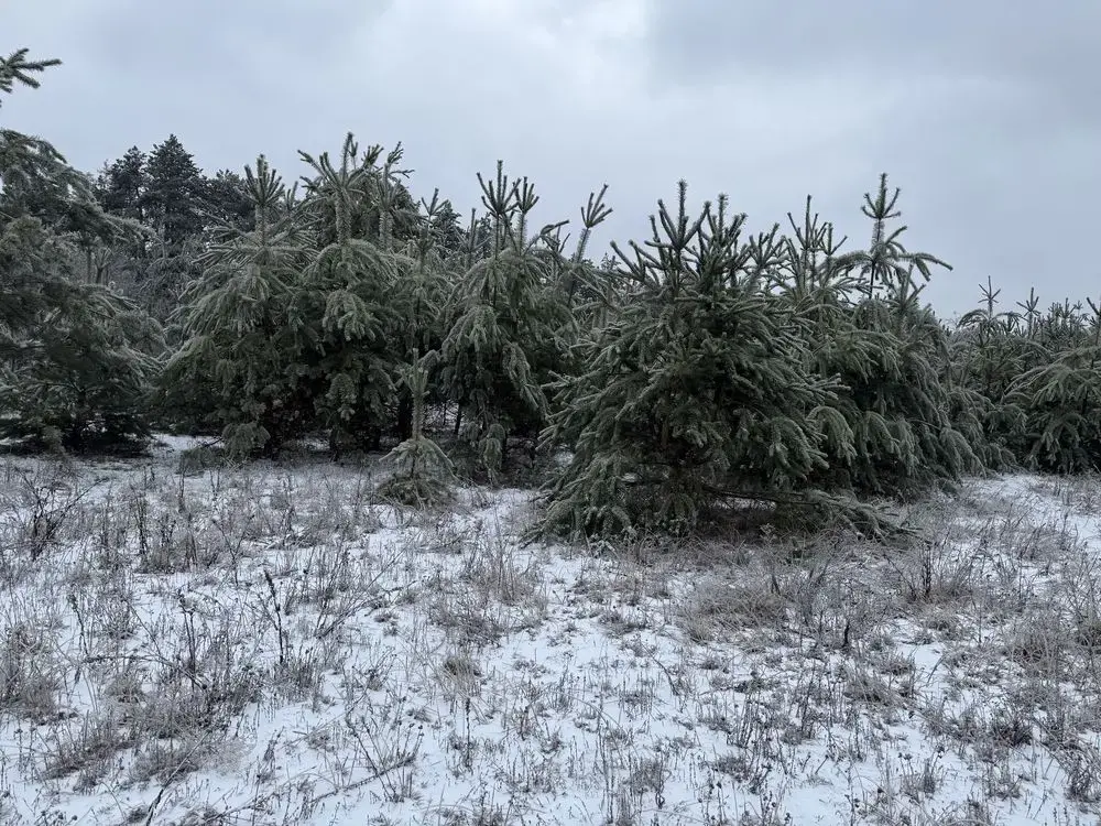 Продаж ділянки  -Терентіївка | Приват житло