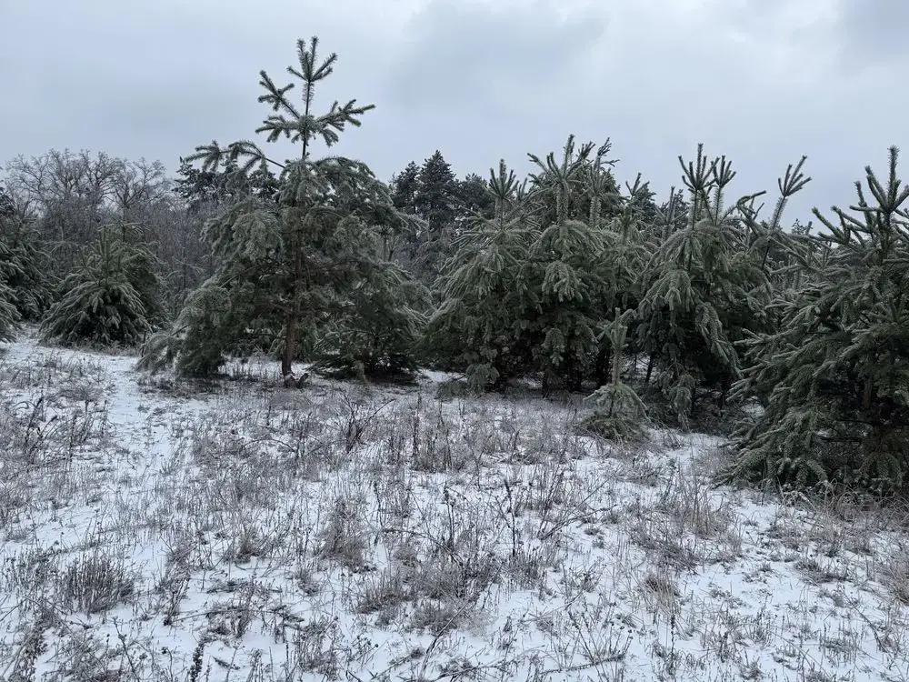 Продаж ділянки  -Терентіївка | Приват житло