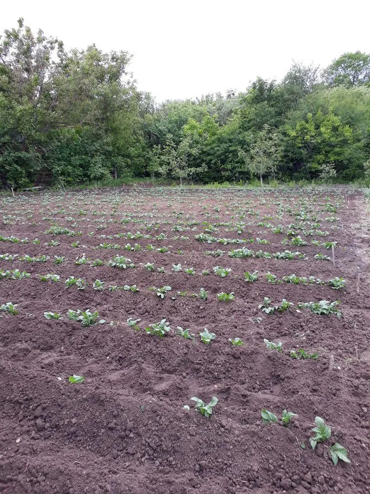 Земельна ділянка в Патлаївці | Приват житло