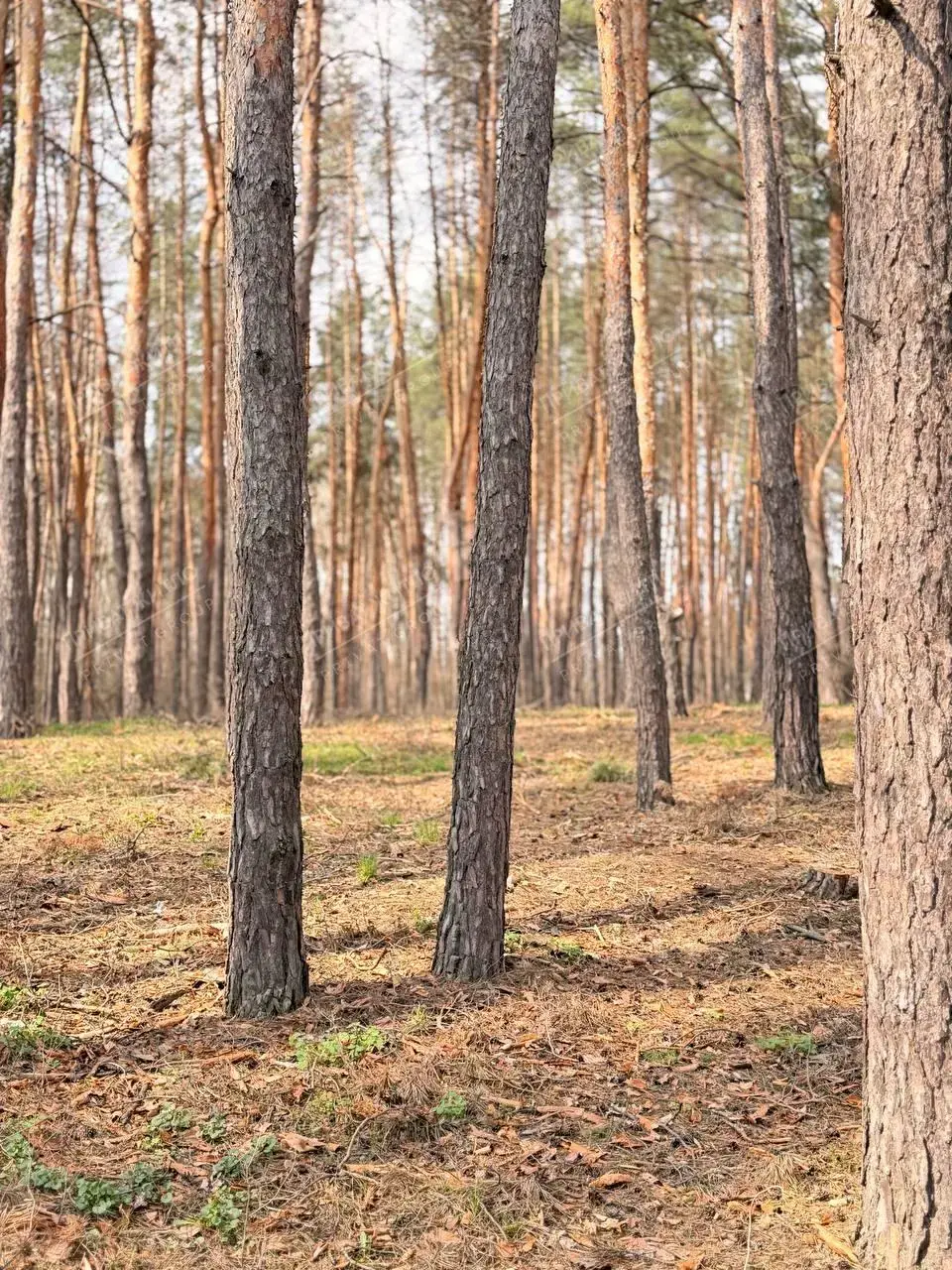 Будинок - Дача біля річки та лісу! Терешки
 | Приват житло
