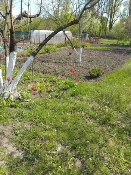 Дача в сосновому лісі | Приват житло